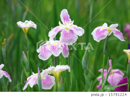 菖蒲 菖蒲 15791224