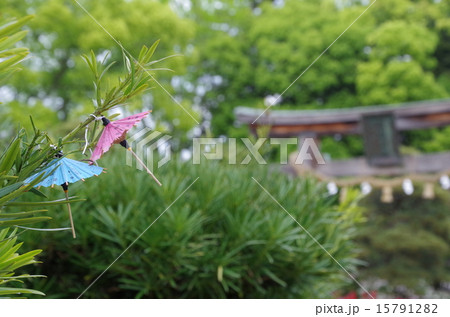 松陰神社のおみくじ 15791282