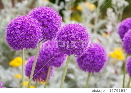 アリウムギガンチウム アリウムギガンチウム 15791654