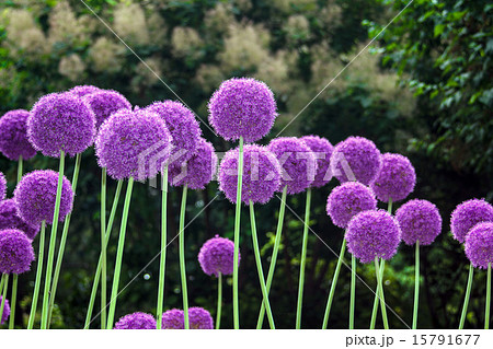 アリウムギガンチウム 15791677