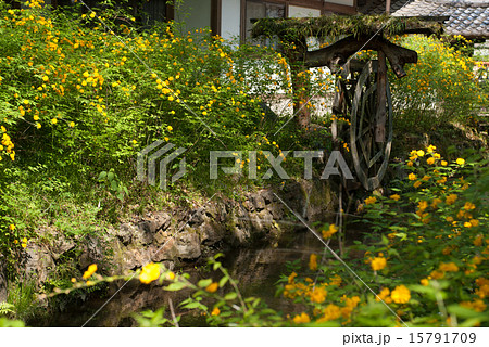 松尾大社　山吹 15791709