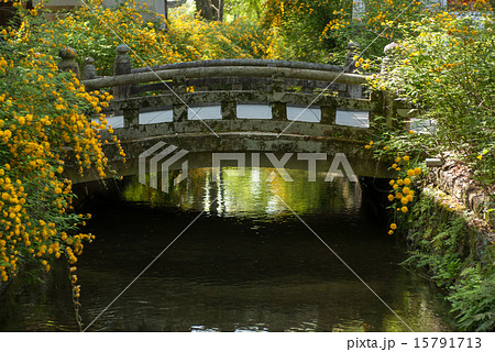松尾大社　山吹 15791713