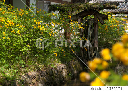 松尾大社 山吹 松尾大社 山吹 15791714