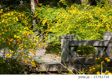 松尾大社　山吹 15791716