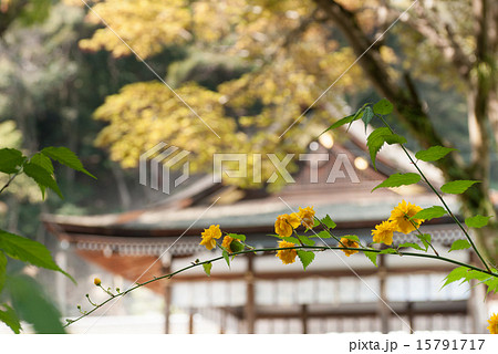 松尾大社　山吹 15791717