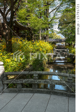 松尾大社　山吹 15791721