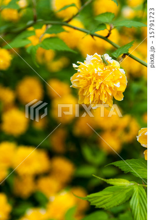 松尾大社 山吹 松尾大社 山吹 15791723