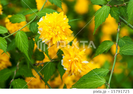 松尾大社　山吹 15791725