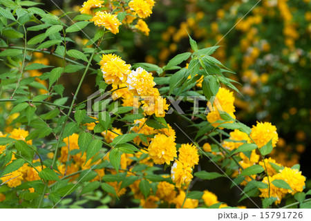 松尾大社　山吹 15791726