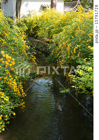 松尾大社　山吹 15791728