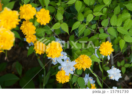 松尾大社　山吹 15791730