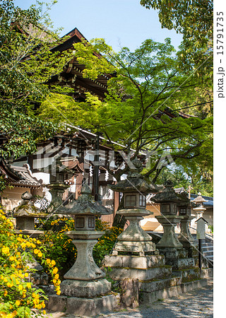 松尾大社　山吹 15791735