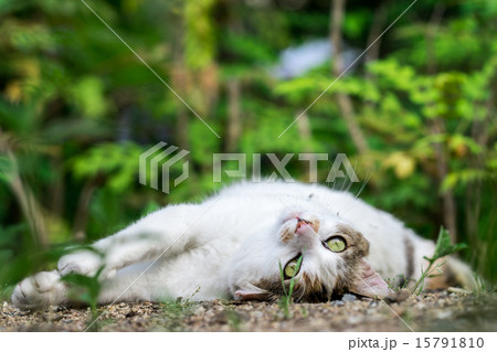 ダラーンとしたのらねこ 15791810