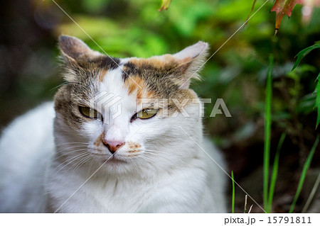 キリッとしたのらねこ キリッとしたのらねこ 15791811