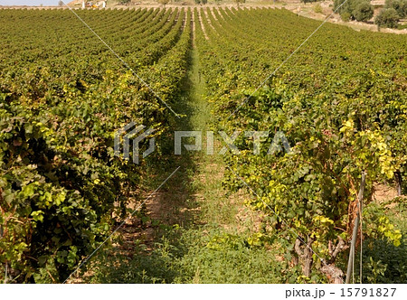 Vineyards in the countryside of Puglia 15791827