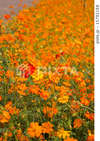 Orange Cosmos flowers, Sulfur Cosmos Orange Cosmos flowers, Sulfur Cosmos 15792168