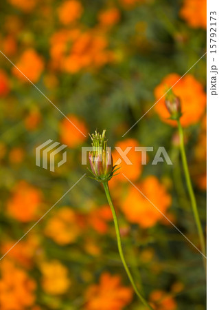 Orange Cosmos flowers, Sulfur Cosmos 15792173