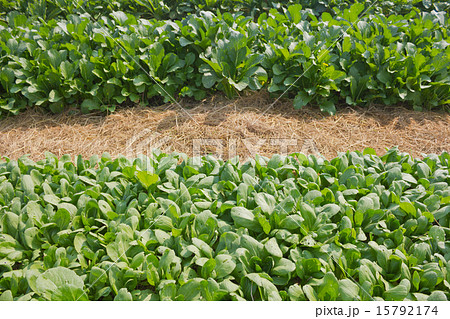 Chinese kale vegetable growing in garden Chinese kale vegetable growing in garden 15792174