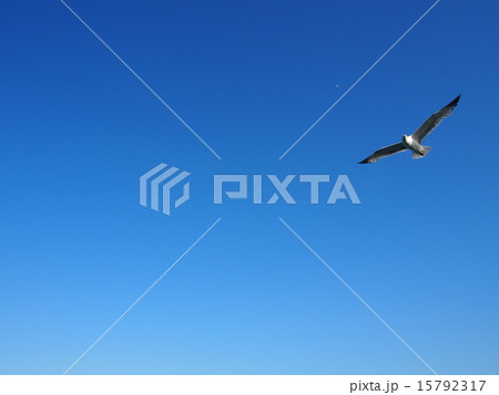 大空をはばたく鳥の写真素材