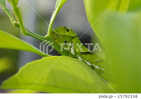 アゲハの幼虫に産卵する寄生バチ 15792338