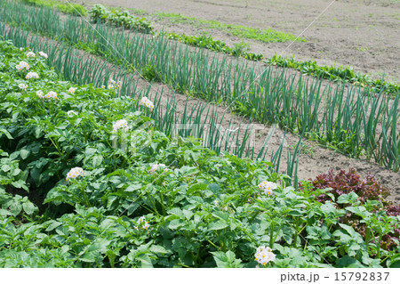 多種類の野菜が育つ5月の畑(開花中のジャガイモ、サニーレタス、長葱) 多種類の野菜が育つ5月の畑(開花中のジャガイモ、サニーレタス、長葱) 15792837