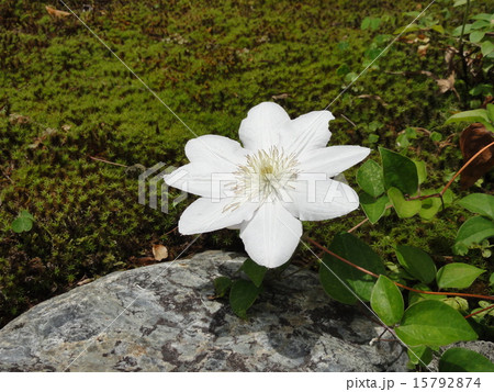 テッセン 15792874