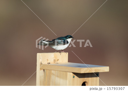 カナダ、オンタリオ州、トロント郊外のミドリツバメ カナダ、オンタリオ州、トロント郊外のミドリツバメ 15793307