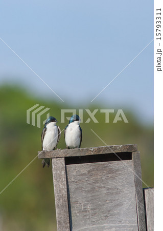 カナダ、オンタリオ州、トロント郊外のミドリツバメ 15793311