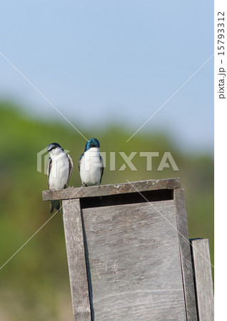 カナダ、オンタリオ州、トロント郊外のミドリツバメ 15793312