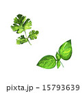 Set of realistic watercolor illustration herbs 15793639