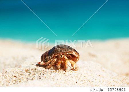 Hermit crab at beach 15793991