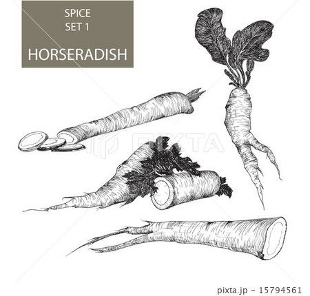 Horseradish 15794561