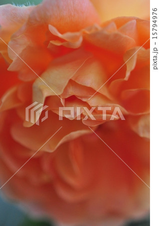 オレンジ色のバラ アップ オレンジ色のバラ アップ 15794976