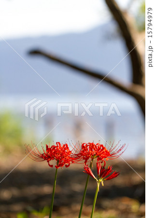 桂浜園地の彼岸花 桂浜園地の彼岸花 15794979