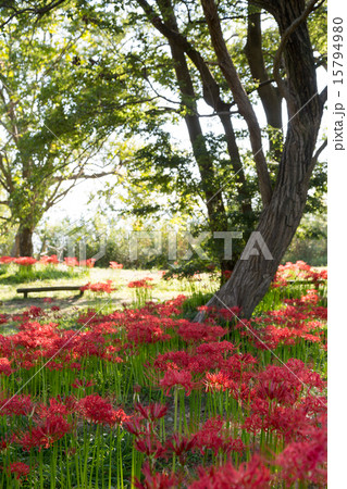 桂浜園地の彼岸花 桂浜園地の彼岸花 15794980