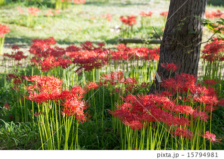 桂浜園地の彼岸花 桂浜園地の彼岸花 15794981