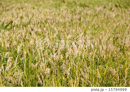 稲作 15794999