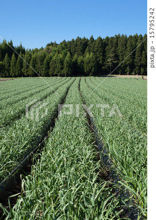 にんにく畑 15795242