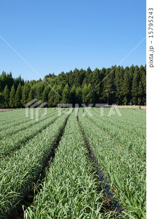 にんにく畑 15795243