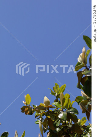 タイサンボクの花の蕾と青空 タイサンボクの花の蕾と青空 15795246