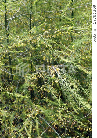 アスパラガスの花 15795309