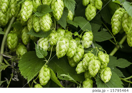 Green hops Green hops 15795464