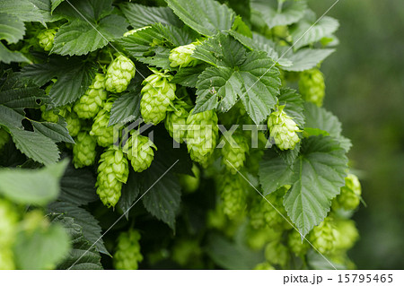 Green hops Green hops 15795465