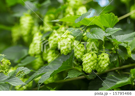 Green hops Green hops 15795466