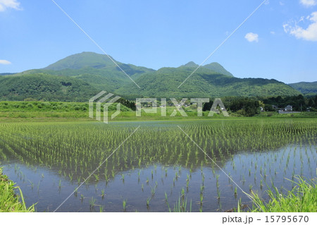 久住の水田 15795670