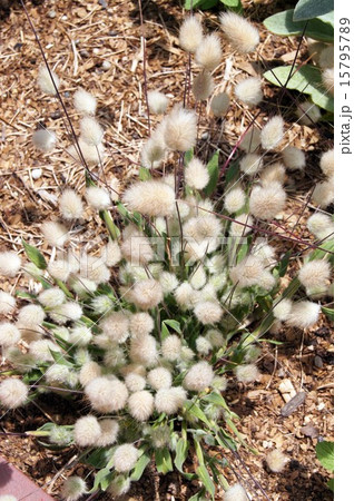 ラグラス ラグラス 15795789