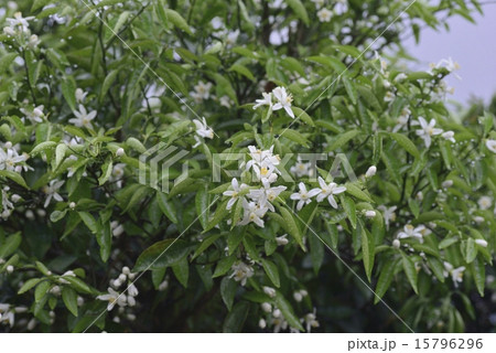 柚子の花 柚子の花 15796296