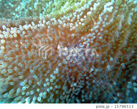 イソギンチャクエビ イソギンチャクエビ 15796513