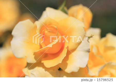 バラの花 ゴールドバニー バラの花 ゴールドバニー 15796525