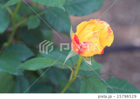 バラの花　ベラローマ 15796529